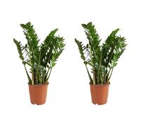 Bloomique - Lot de 2 - Zamioculcas Zamiifolia - Palmier d'intérieur - Plante ZZ - Plantes d'intérieur - Purifiant l'air - Très facile d'entretien - 80-90 cm de haut - Pot 21 cm