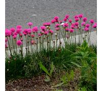 Bloomique - Lot de 3 - Armeria Maritima Abbey Deep Rose - Plante de Jardin - Floraison abondante - Rustique - Vivace - Hauteur 10-20 cm - Pot 9 cm