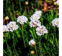 Bloomique - Lot de 3 - Armeria Maritima Alba - Amenite maritime - Plante de Jardin - Floraison abondante - Rustique - Vivace - Hauteur 10-20 cm - Pot 9 cm