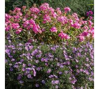 Bloomique - Lot de 3 - Aster ‘Professor Anton Kippenberg’ - Aster - Floraison abondante - Rustique - Vivace - Hauteur 10-20 cm - Pot 9 cm