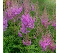 Bloomique - Lot de 3 - Astilbe Chinensis Pumila - Fausse spirée - Plante de Jardin - Floraison abondante - Rustique - Vivace - Hauteur 10-20 cm - Pot 9 cm