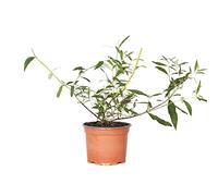 Bloomique - Lot de 3 - Buddleja Davidii - Arbre aux papillons - Rose, Violet, Blanc - Résistant au gel - Plantes de jardin - 20-30 cm de haut - Pot 10,5 cm