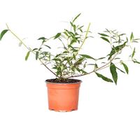 Bloomique - Lot de 3 - Buddleja Davidii - Arbre aux papillons - Rose, Violet, Blanc - Résistant au gel - Plantes de jardin - 20-30 cm de haut - Pot 10,5 cm