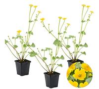 Bloomique - Lot de 3 - Caltha Palustris - Populage des marais - Plantes de bassin - Rustique - Hauteur 15-25 cm - Pot 9 cm