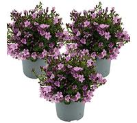 Bloomique - Lot de 3 - Campanula Ambella Pink - Campanule - Couvre-sol - Plantes de jardin - Résistante au gel - Sans danger pour les animaux - 10-20 cm de haut - Pot 10,5 cm
