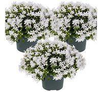Bloomique - Lot de 3 - Campanula Ambella White - Campanule - Couvre-sol - Plantes de jardin - Résistante au gel - Sans danger pour les animaux - 10-20 cm de haut - Pot 10,5 cm