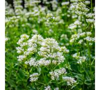 Bloomique - Lot de 3 - Centranthus ruber albus - Floraison abondante - Rustique - Vivace - Hauteur 10-20 cm - Pot 9 cm