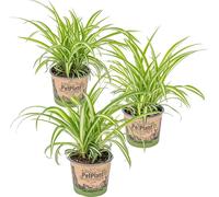 Bloomique - Lot de 3 - Chlorophytum 'Variegatum' - Plante araignée - Dépolluante - Sans danger - 20-30 cm de Haut - Pot 12 cm