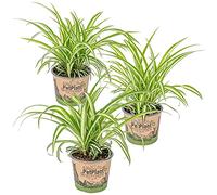 Bloomique - Lot de 3 - Chlorophytum 'Variegatum' - Plante araignée - Dépolluante - Sans danger - 20-30 cm de Haut - Pot 12 cm