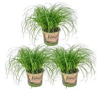 Bloomique - Lot de 3 - Cyperus zumula - Herbe à chat - Plante d’intérieur - Sans danger pour les animaux - 20-30 cm de Haut - Pot 12 cm
