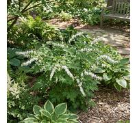 Bloomique - Lot de 3 - Dicentra Spectabilis Alba - Broken Heart - Floraison abondante - Rustique - Vivace 10 à 20 cm haut - Pot 9 cm