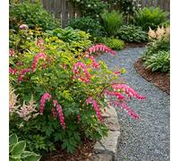 Bloomique - Lot de 3 - Dicentra Spectabilis - Broken Heart - Floraison abondante - Rustique - Vivace - Hauteur 10-20 cm - Pot 9 cm