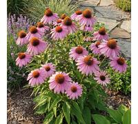 Bloomique - Lot de 3 - Echinacea purpurea - Échinacée pourpre - Floraison abondante - Rustique - Vivace - Hauteur 10-20 cm - Pot 9 cm