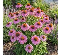 Bloomique - Lot de 3 - Echinacea purpurea magnus - Échinacée - Floraison abondante - Rustique - Vivace - Hauteur 10-20 cm - Pot 9 cm