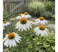 Bloomique - Lot de 3 - Echinacea purpurea 'White Swan' - Échinacée - Floraison abondante - Rustique - Vivace - Hauteur 10-20 cm - Pot 9 cm
