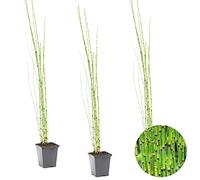Bloomique - Lot de 3 - Equisetum Japonicum - Prêle du Japon - Plantes de bassin - Plantes aquatiques - Rustique - Hauteur 20-30 cm - Pot 9 cm