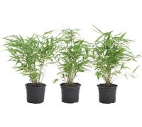 Bloomique - Lot de 3 - Fargesia rufa - Bambou non traçant - Persistant - Plantes de jardin - Rustique - 20-30 cm de haut - Pot 10 cm