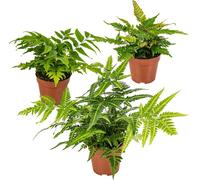 Bloomique - Lot de 3 - Fougères de Jardin - Plantes Vivaces - Rustique - Persistantes - 20-30 cm de Haut - Pot 12 cm