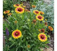 Bloomique - Lot de 3 - Gaillardia Arizona Sun - Fleur cocar- Floraison abondante - Rustique - Vivace - Hauteur 10-20 cm - Pot 9 cm