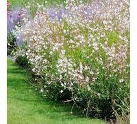 Bloomique - Lot de 3 - Gaura Lindheimeri - Gaura - Plantes de jardin - Rustique - Sans danger pour les animaux - Hauteur 10-20 cm - Pot 9x9 cm