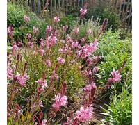 Bloomique - Lot de 3 - Gaura Lindheimeri 'Siskiyou Pink' - Gaura - Floraison abondante - Rustique - Vivace - Hauteur 10-20 cm - Pot 9 cm