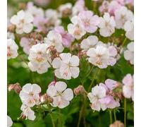 Bloomique - Lot de 3 - Géranium cantabrigiense Biokovo - Géranium rosat - Fleurs blanc-rose - Résistant à l'hiver - Hauteur 10-20 cm - Pot 9x9 cm