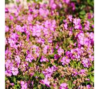Bloomique - Lot de 3 - Géranium cantabrigiense Cambridge - Géranium rosat - Fleurs violettes - Résistant à l'hiver - Hauteur 10-20 cm - Pot 9x9 cm