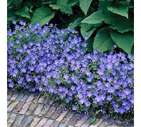 Bloomique - Lot de 3 - Geranium Johnsons Blue - Géranium vivace - Fleurs bleues - Rustique - Hauteur 10-20 cm - Pot 9x9 cm