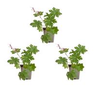 Bloomique - Lot de 3 - Géranium macrorrhizum ‘Spessart’ - Géranium couvre-sol - Floraison abondante - Rustique - Vivace - Parfumée - Hauteur 10-20 cm - Pot 9 cm