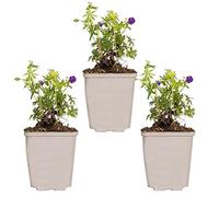 Bloomique - Lot de 3 - Geranium Sanguineum - Géranium sanguin - Rustique - Hauteur 10-20 cm - Pot 9x9 cm