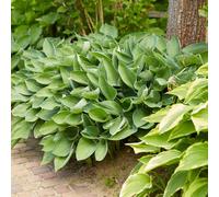 Bloomique - Lot de 3 - Hosta Sieboldiana 'Elegans' – Hosta – Plantes de jardin – Rustique – Sans danger pour les animaux – Hauteur 10-20 cm – Pot 9x9 cm