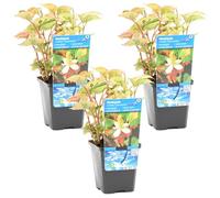 Bloomique - Lot de 3 - Houttuynia Cordata Chameleon - Doku-Dami - Anémone des marais - Plantes de bassin - Plantes aquatiques - Résistante au gel - Hauteur 10-20 cm - Pot 9 cm
