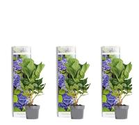 Bloomique - Lot de 3 - Hydrangea Macrophylla Early Blue - Hortensia - Hortensia commun - Plantes de jardin - Rustique - 20-30 cm de haut - Pot 10,5 cm