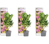 Bloomique - Lot de 3 - Hydrangea Macrophylla Early Pink – Hortensia – Hortensia commun – Plantes de jardin – Rustique – 20-30 cm de haut – Pot 10,5 cm