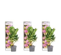 Bloomique - Lot de 3 - Hydrangea Macrophylla Early Pink - Hortensia - Hortensia commun - Plantes de jardin - Rustique - 20-30 cm de haut - Pot 10,5 cm
