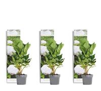 Bloomique - Lot de 3 - Hydrangea Macrophylla Wudu - Hortensia - Hortensia commun - Plantes de jardin - Rustique - 20-30 cm de haut - Pot 10,5 cm