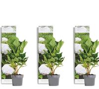 Bloomique - Lot de 3 - Hydrangea Macrophylla Wudu – Hortensia – Hortensia commun – Plantes de jardin – Rustique – 20-30 cm de haut – Pot 10,5 cm