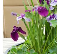 Bloomique - Lot de 3 - Iris Kaempferi - Iris du Japon - Violet - Plantes de bassin - Plantes aquatiques - Rustique - Hauteur 20-30 cm - Pot 9 cm