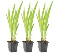 Bloomique - Lot de 3 - Iris Versicolor - Iris versicolore - Plantes de bassin - Plantes aquatiques - Rustique - Hauteur 20-30 cm - Pot 9 cm