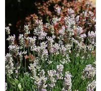 Bloomique Lot de 3 - Lavandula Angustifolia Edelweiss - Lavande blanche - Plante de lavande - Résistant à l'hiver - Hauteur 10-20 cm - Pot 9 x 9 cm