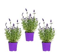 Bloomique - Lot de 3 - Lavandula Angustifolia - Lavande - Plantes de jardin - Rustique - 15-20 cm de haut - Pot 10,5 cm