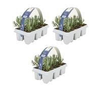 Bloomique - Lot de 3 - Lavandula angustifolia 'White' - Lavande blanche - Rustique - Parfumée - Pour balcon et jardin - Hauteur 10-20 cm - Motte 6 cm