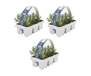 Bloomique - Lot de 3 - Lavandula angustifolia 'White' - Lavande blanche - Rustique - Parfumée - Pour balcon et jardin - Hauteur 10-20 cm - Motte 6 cm