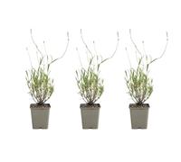 Bloomique - Lot de 3 - Lavandula Munstead - Lavande véritable - Rustique - Parfumée - Vivace - Hauteur 10-20 cm - Pot 9 cm