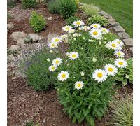 Bloomique - Lot de 3 - Leucanthemum Silberprinzessche - Marguerite - Floraison abondante - Rustique - Vivace - Hauteur 10-20 cm - Pot 9 cm