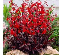 Bloomique - Lot de 3 - Lobelia Queen Victoria - Lobélie écarlate - Rouge - Plantes de bassin - Plantes aquatiques - Rustique - Hauteur 20-30 cm - Pot 9 cm