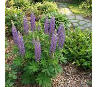 Bloomique - Lot de 3 - Lupinus Gallery Blue - Lupin - Rustique - Vivace - Hauteur 10-20 cm - Pot 9 cm