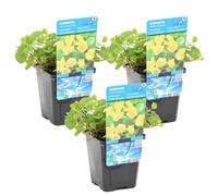 Bloomique - Lot de 3 - Lysimachia Nummularia - Herbe aux écus - Plantes de bassin - Plantes aquatiques - Résistante au gel - 10-20 cm de haut - Pot 9 cm