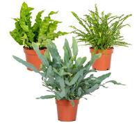 Bloomique - Lot de 3 - Mélange de fougères dépolluantes - Asplenium, Phlebodium, Nephrolepis - Plantes d’intérieur - 20-30 cm de haut - Pot 12 cm