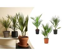 Bloomique - Lot de 3 - Mélange de palmiers rustiques - Washingtonia, Phoenix, Chamaerops - Plantes de jardin - Hauteur 40-50 cm - Pot 14 cm
